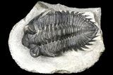 Bargain, Coltraneia Trilobite Fossil - Huge Faceted Eyes #119851-1